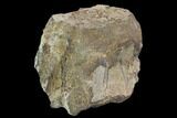 Bargain, Fossil Hadrosaur (Kritosaurus) Vertebra - Texas #97793-2